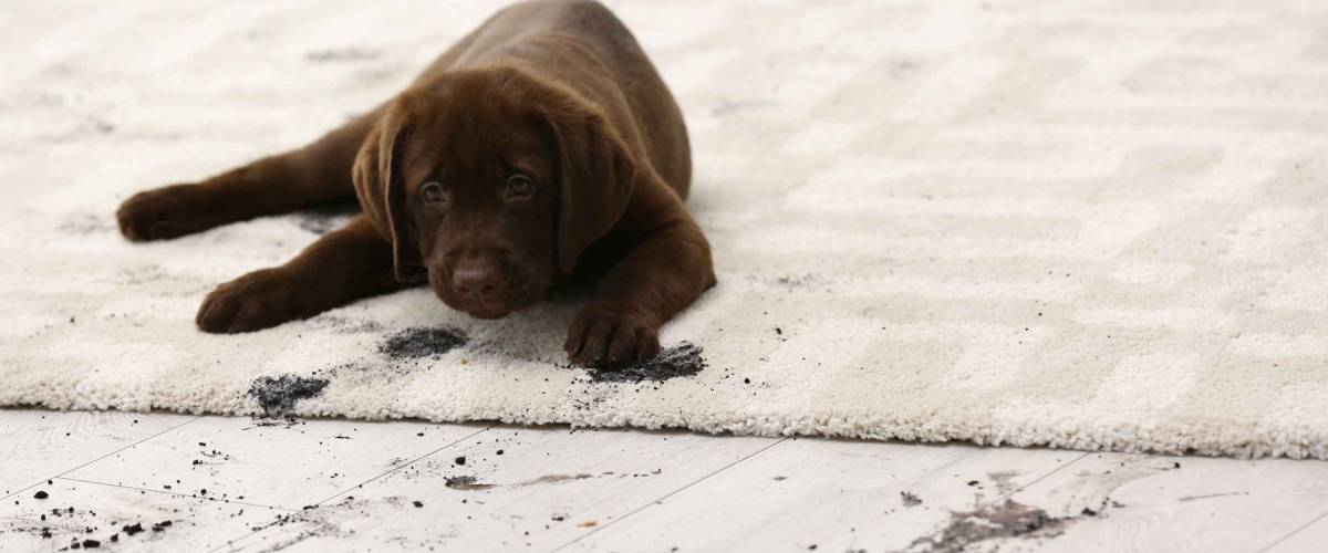 Cute dog leaving muddy paw prints on carpet