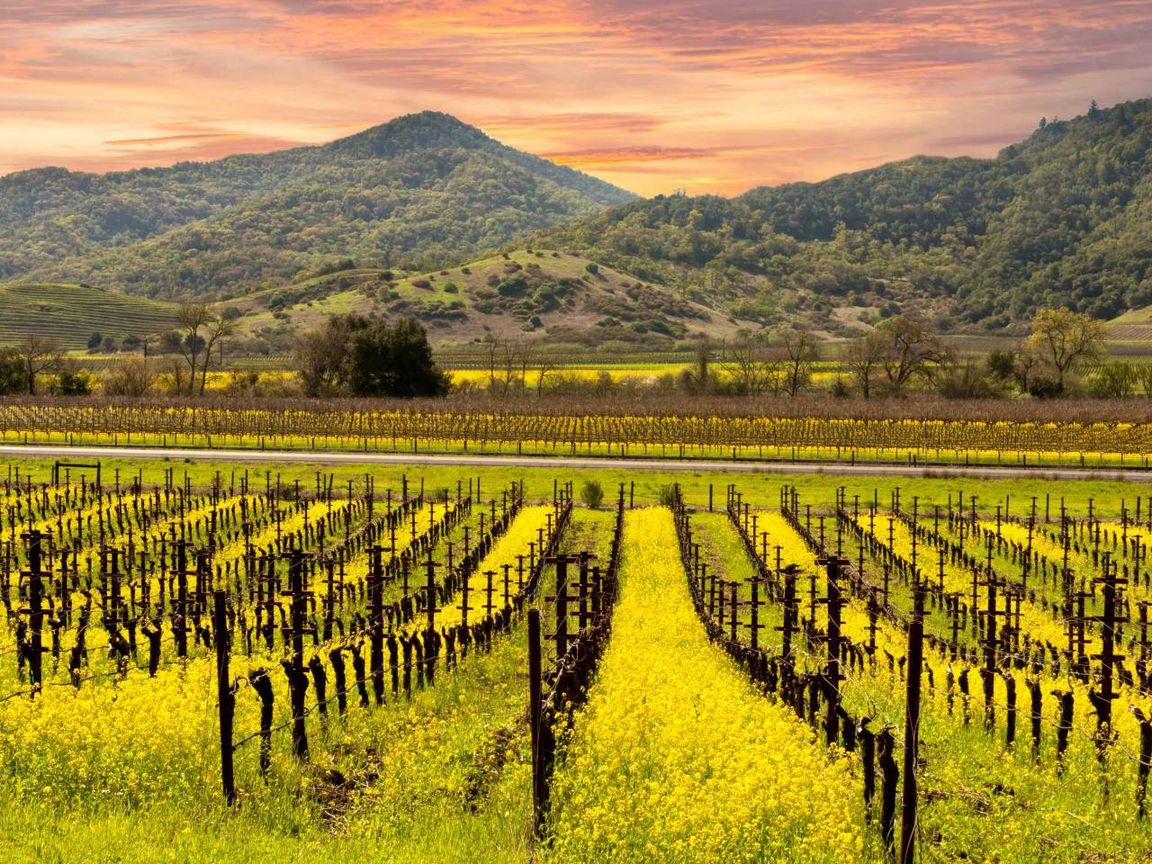 Beautiful Sunset Sky in Napa Valley Wine Country on Autumn Vineyards , Mountains.