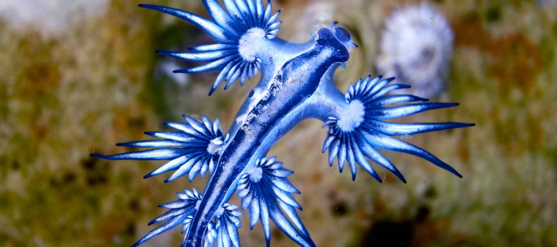 Blue Dragon, Glaucus Atlanticus, Blue Sea Slug