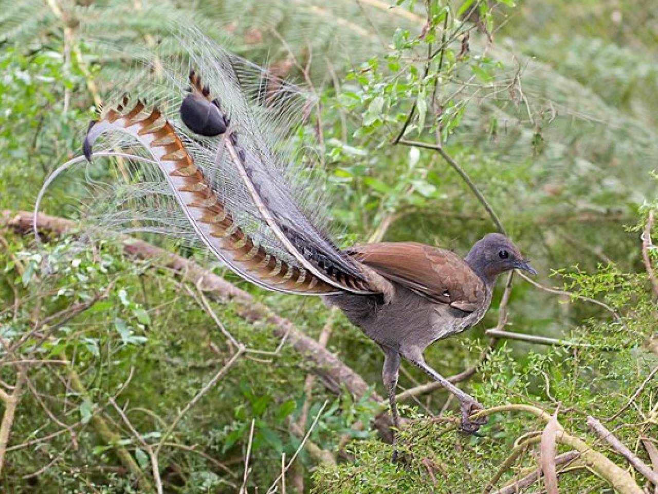 Lyrebird