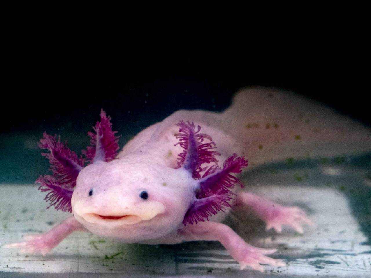 Axolotl (Ambystoma mexicanum) from front. Salamander black background