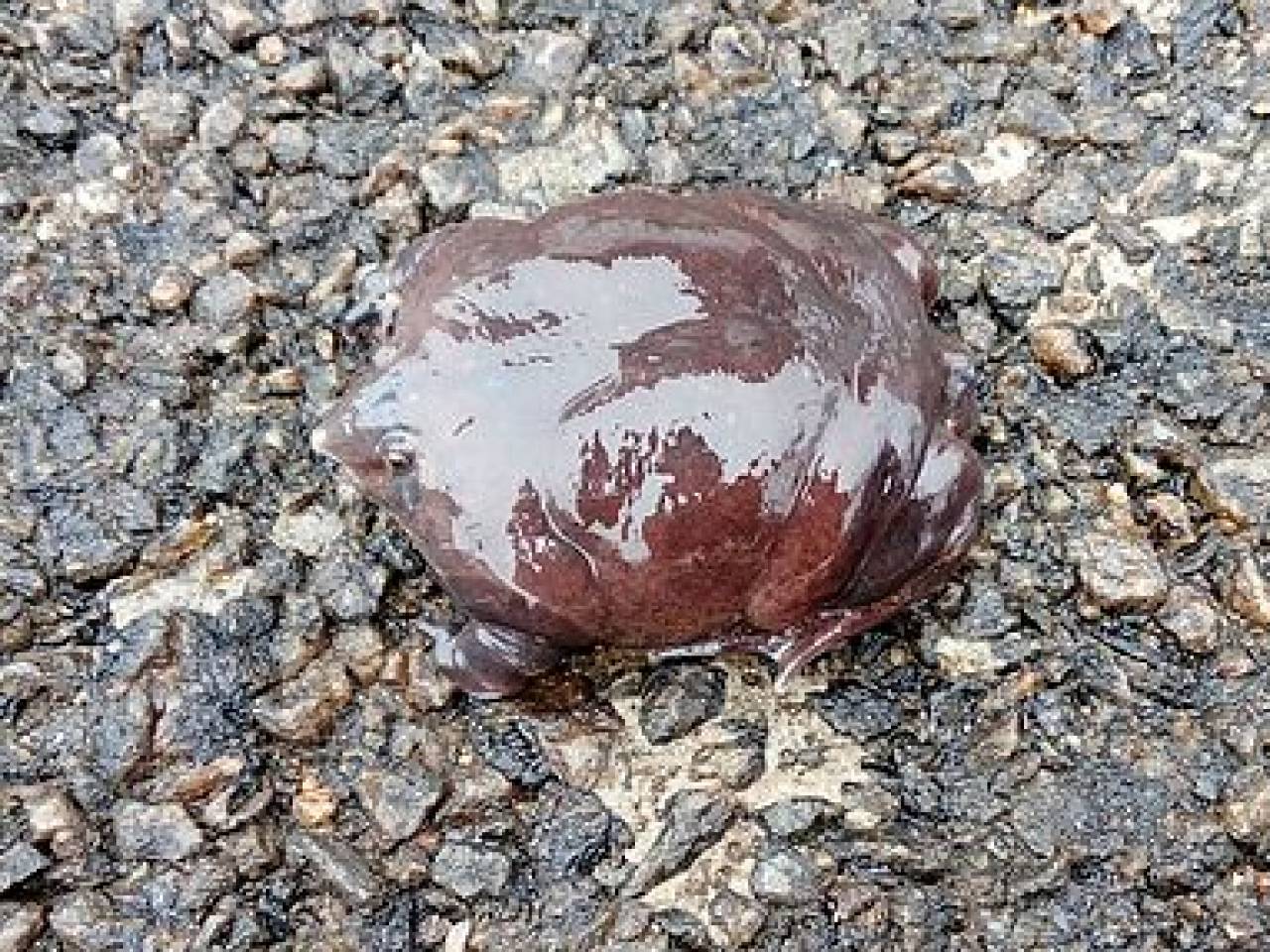 Purple Frog