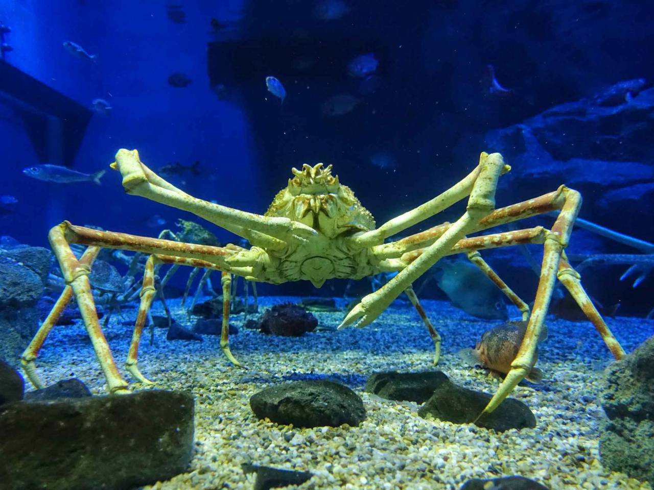 japanese spider king crab or alaska king crab in a big tank at kaiyukan aquarium , Osaka ,Japan