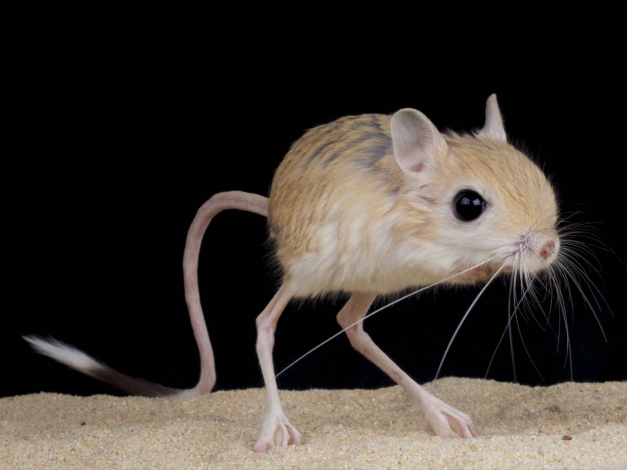 Jerboa / Jaculus jaculus
