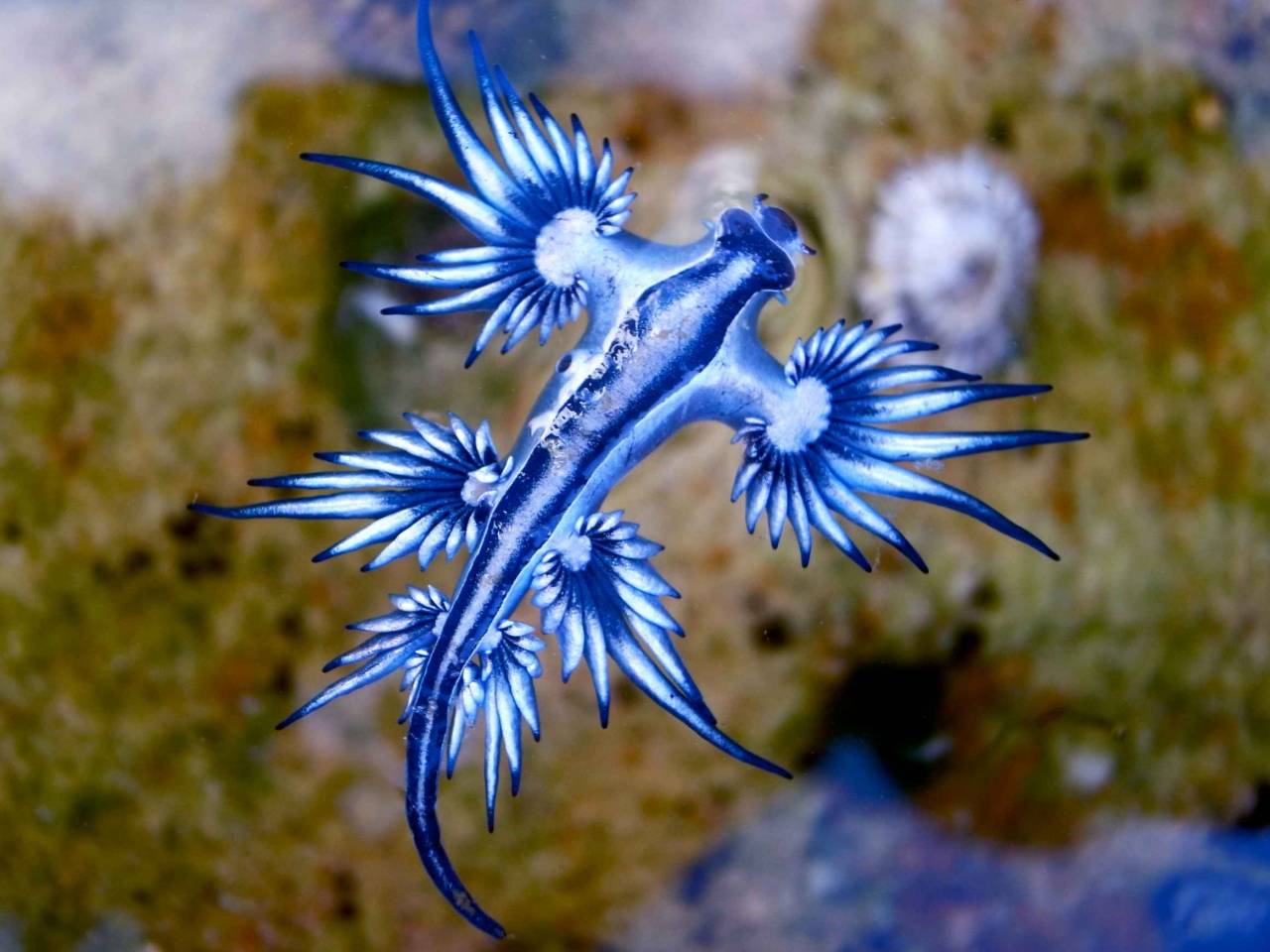Blue Dragon, Glaucus Atlanticus, Blue Sea Slug