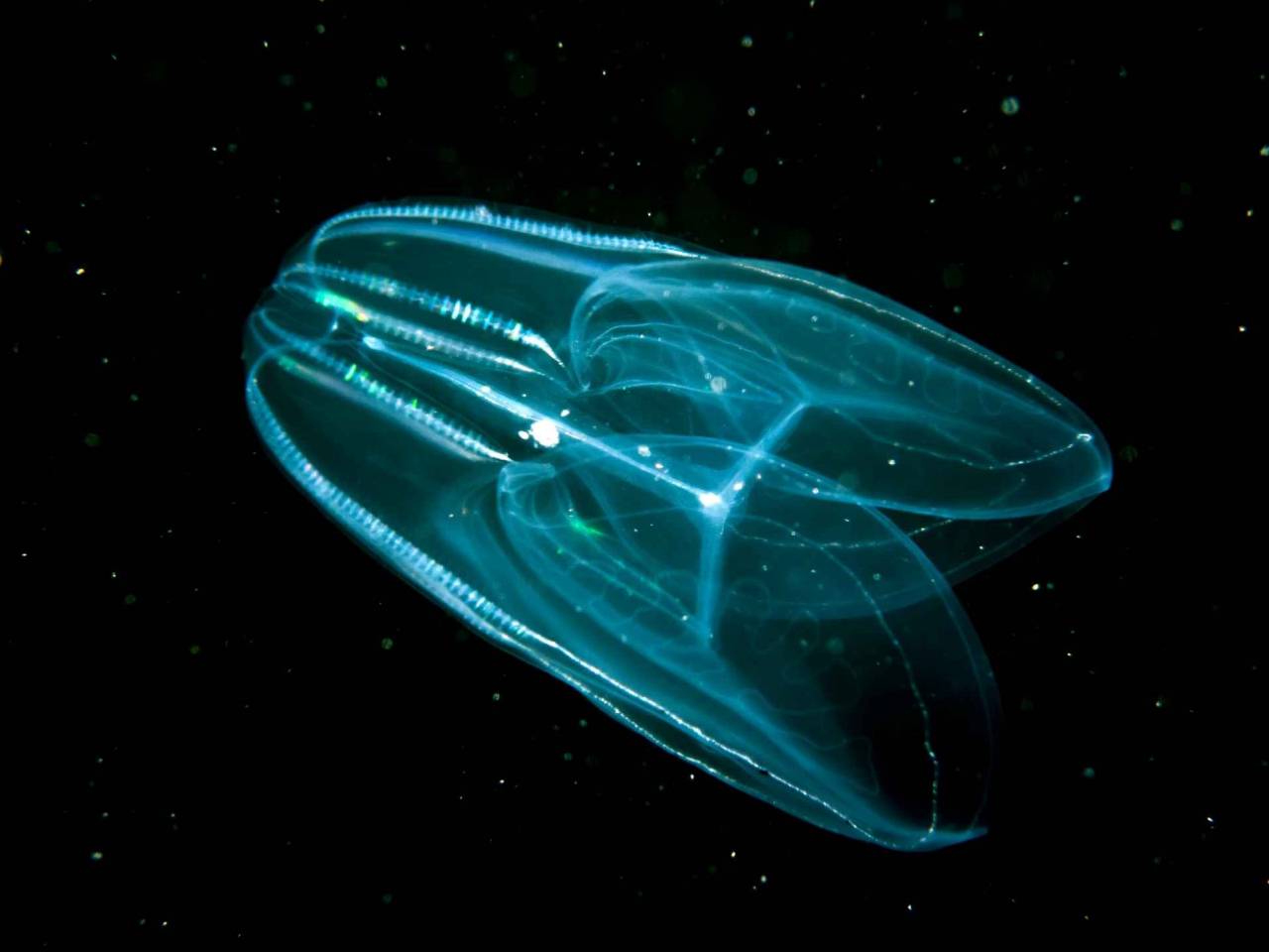 comb jellyfish in the dark