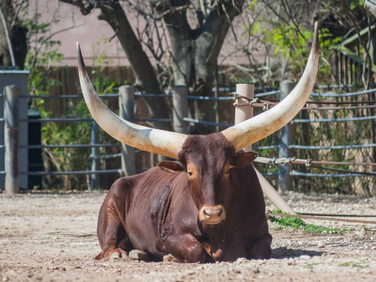 Ankole-Watusi longhorn bull from Africa