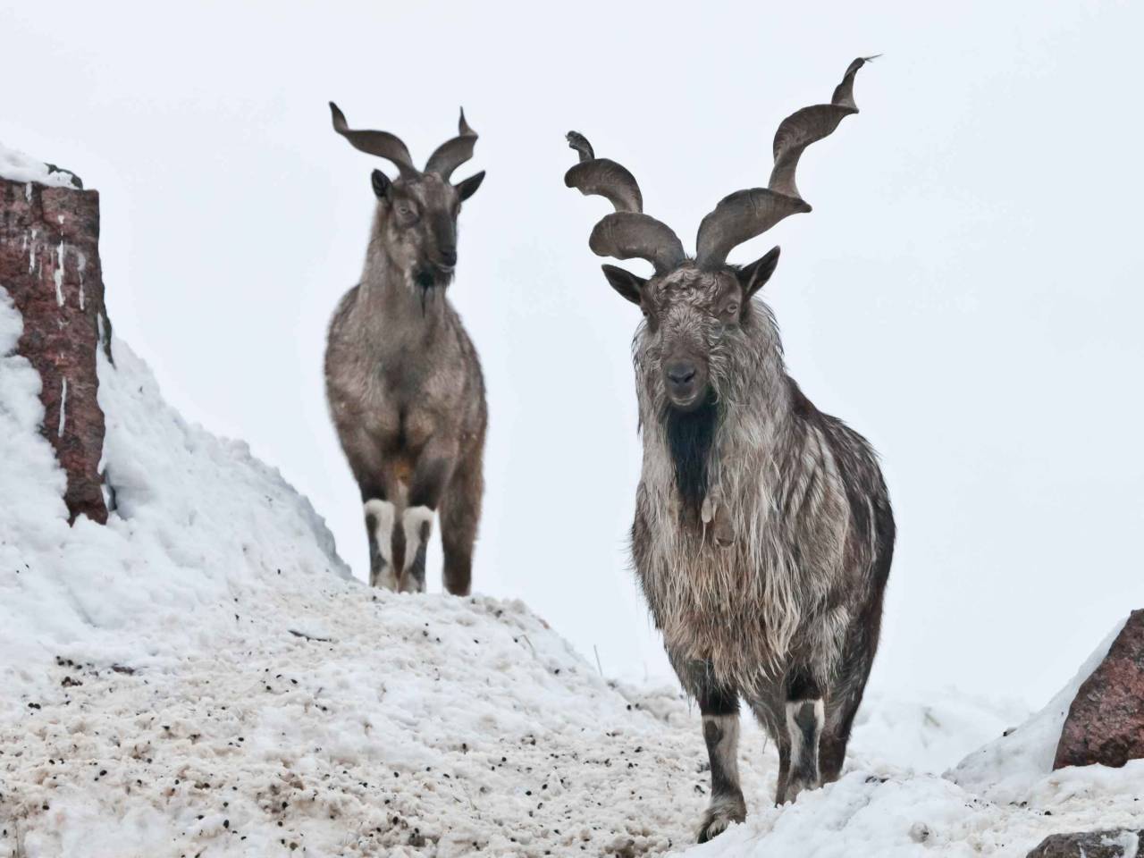 Mountain goats (Markhor) among the snow and rocky ledges against the white sky, large horns.