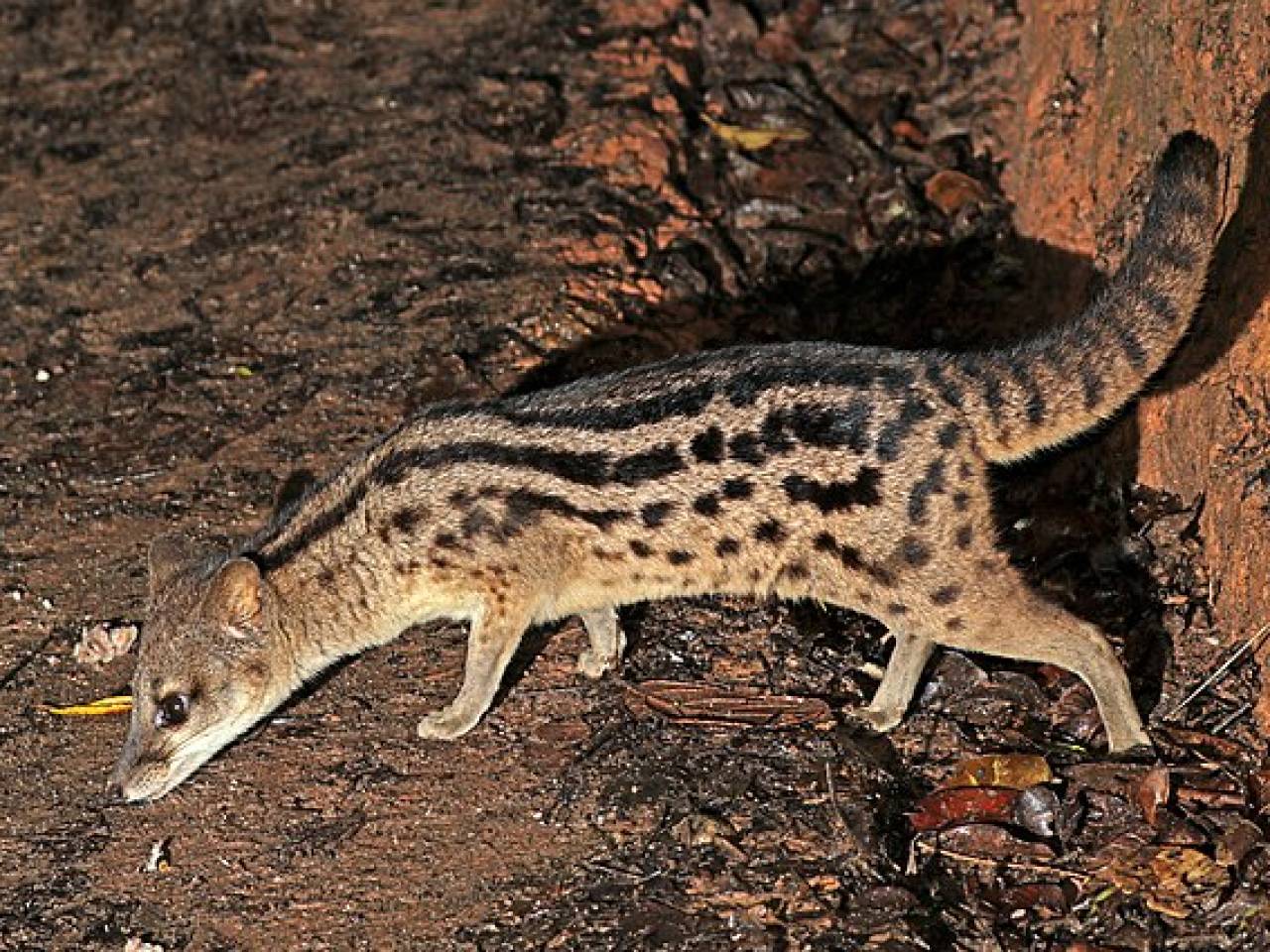 Spotted Fossa