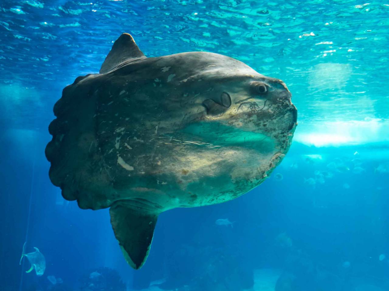 The ocean sunfish or common mola (Mola mola) – the heaviest known bony fish in the world