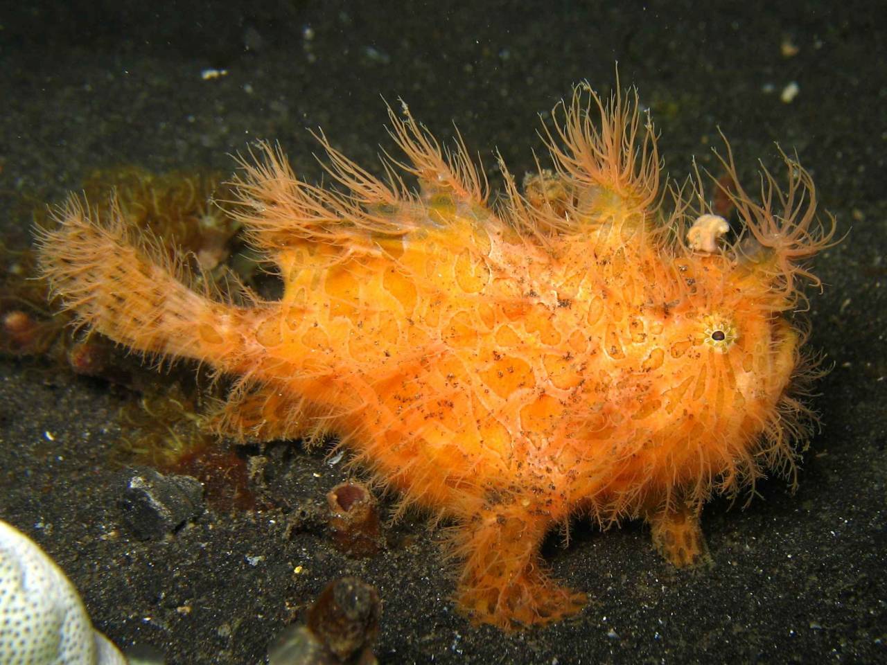 Orange hairy frogfish