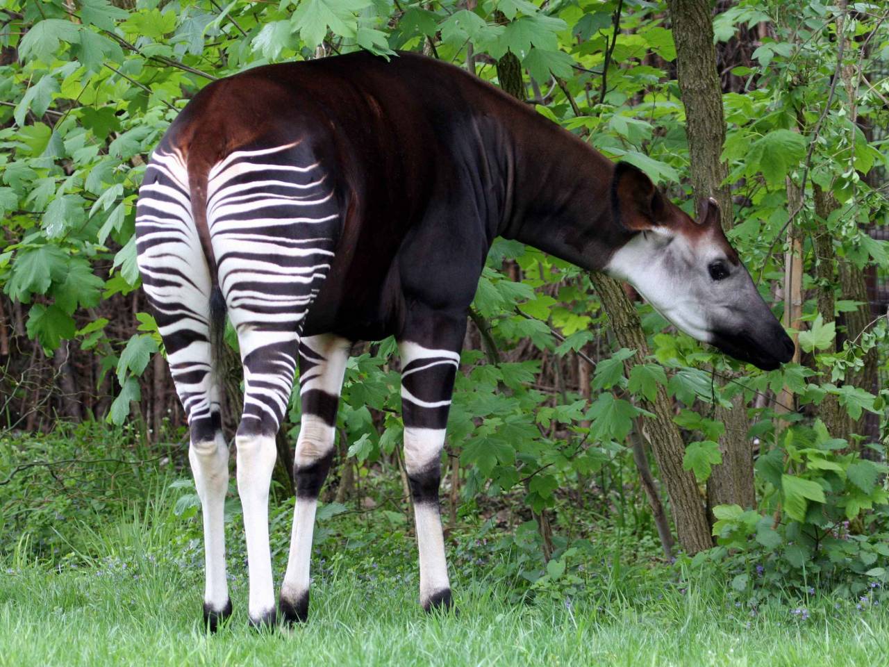 Okapi