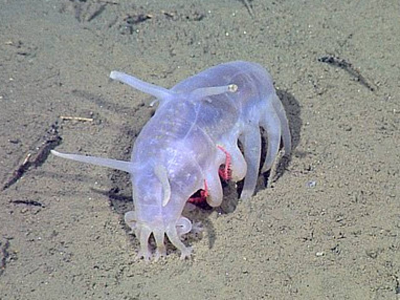 Sea Pig