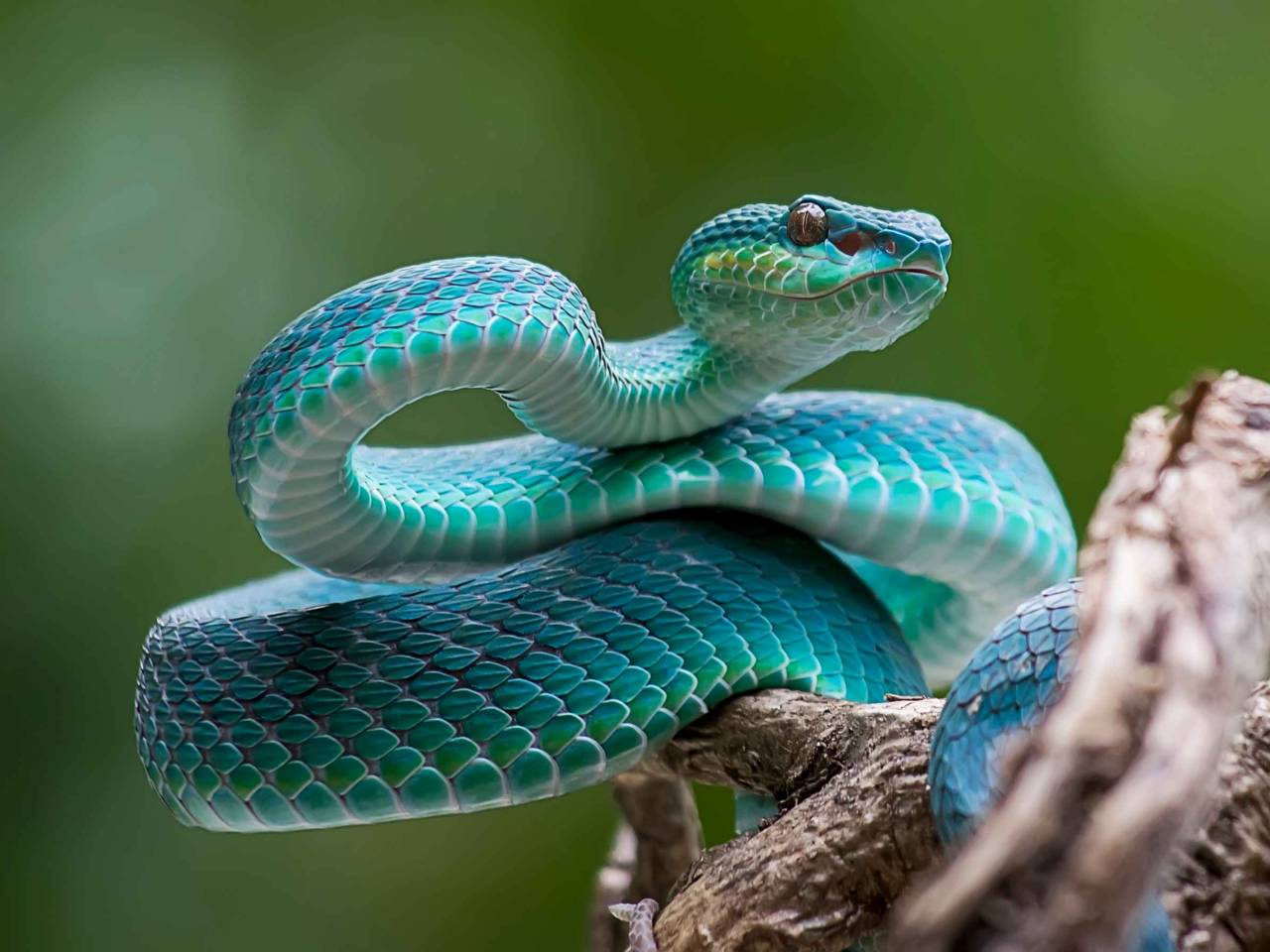 blue viper, venomous snake