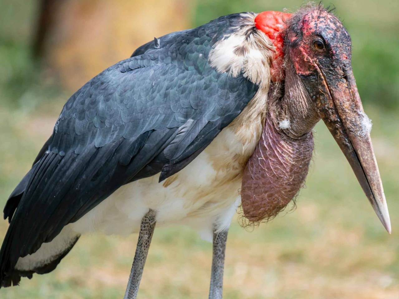Marabou stork in Lake Naivasha ,Kenya.