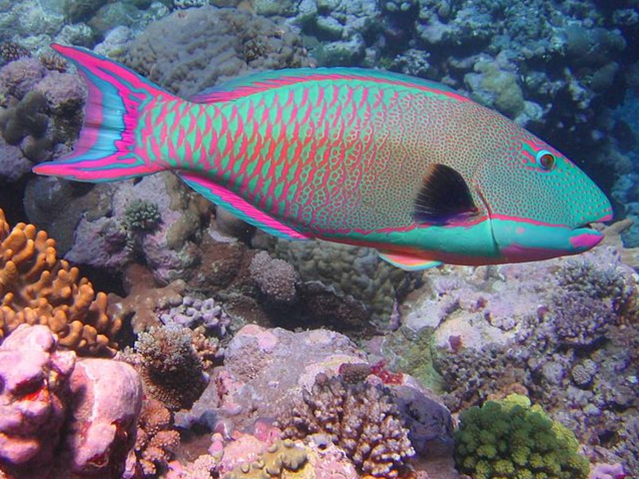 Parrotfish