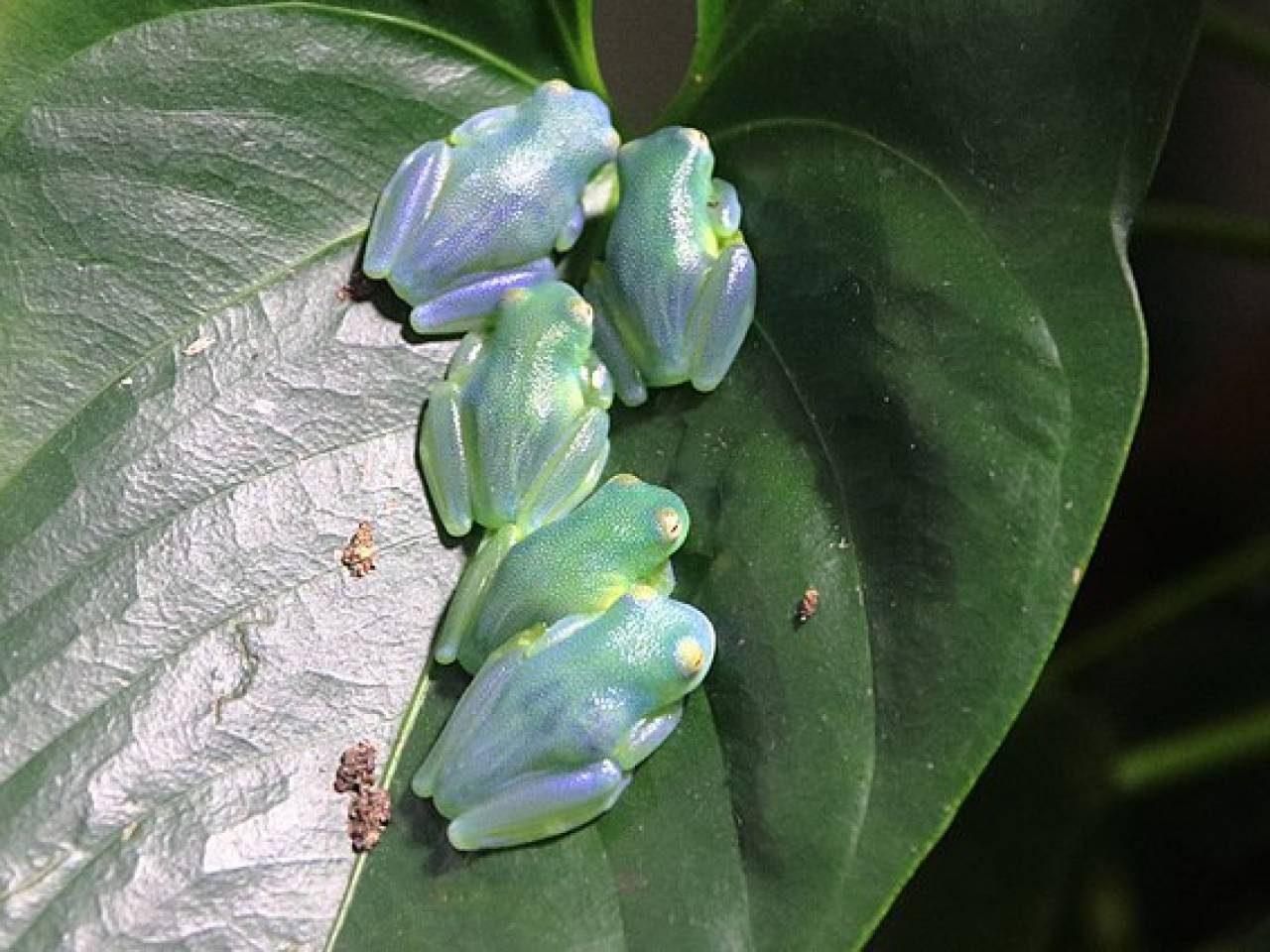 Glass frogs on a leaf