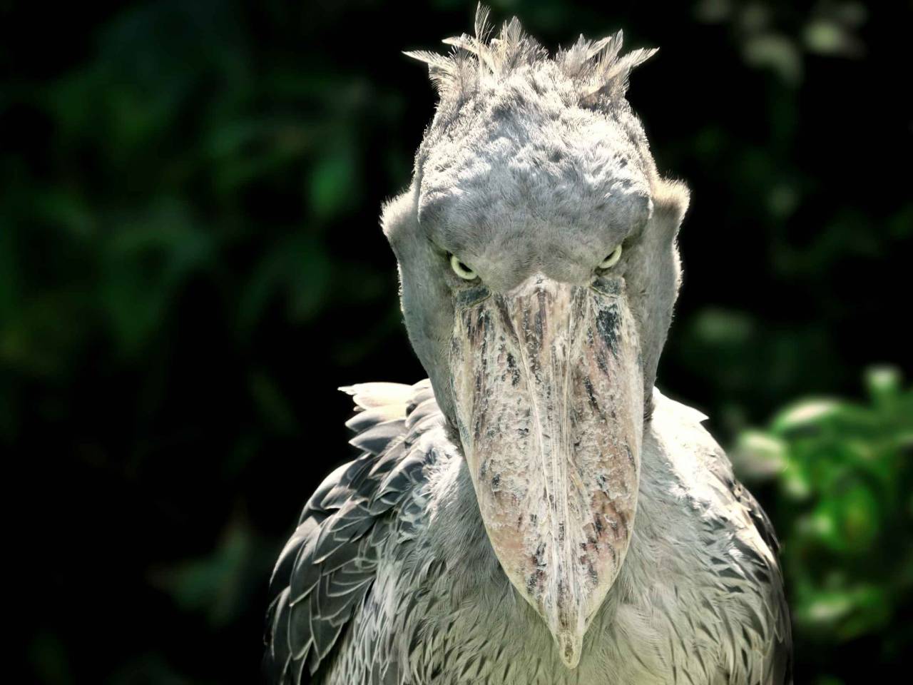 A shoebill (Balaeniceps rex) stork standing surrounded by plants and waiting.