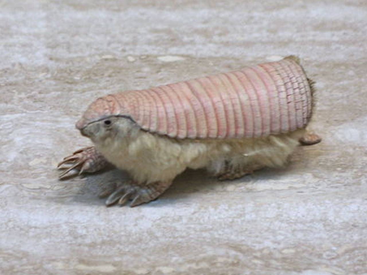 Pink Fairy Armadillo