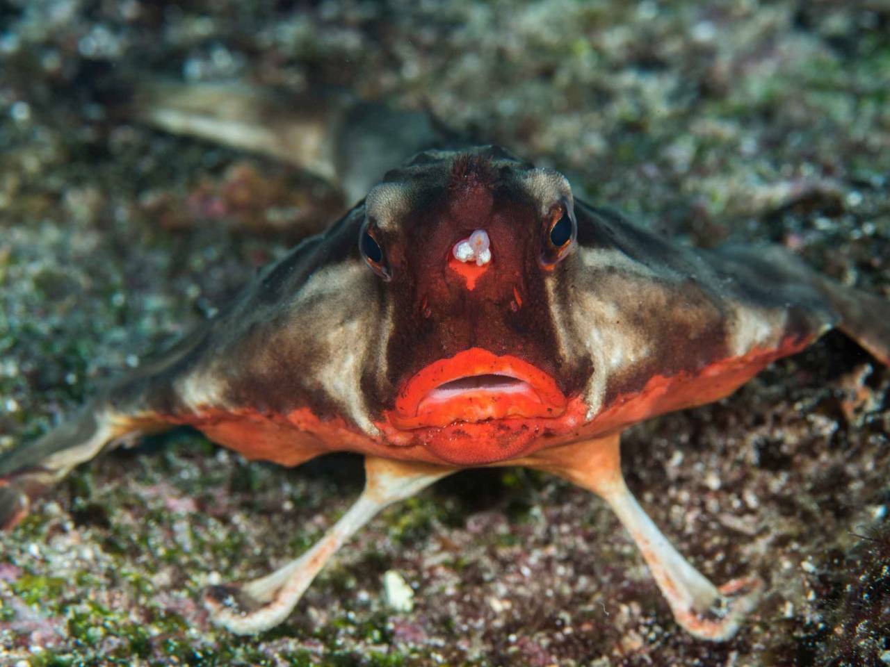 Red lips, batfish, Ogcocephalus darwini, Galapagos Islands, Ecuador