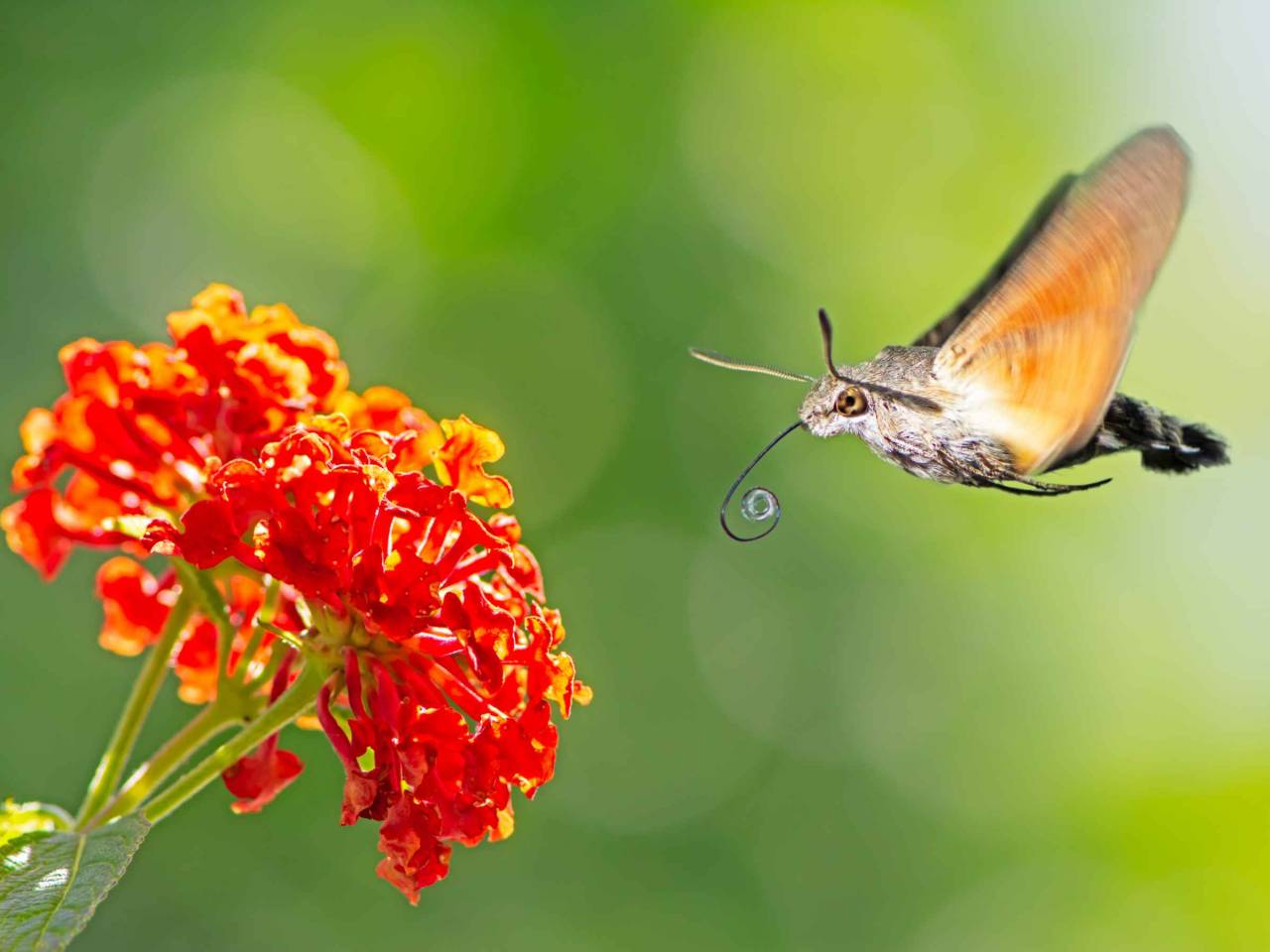 Hummingbird hawk-moth flying to a orange lantana flower