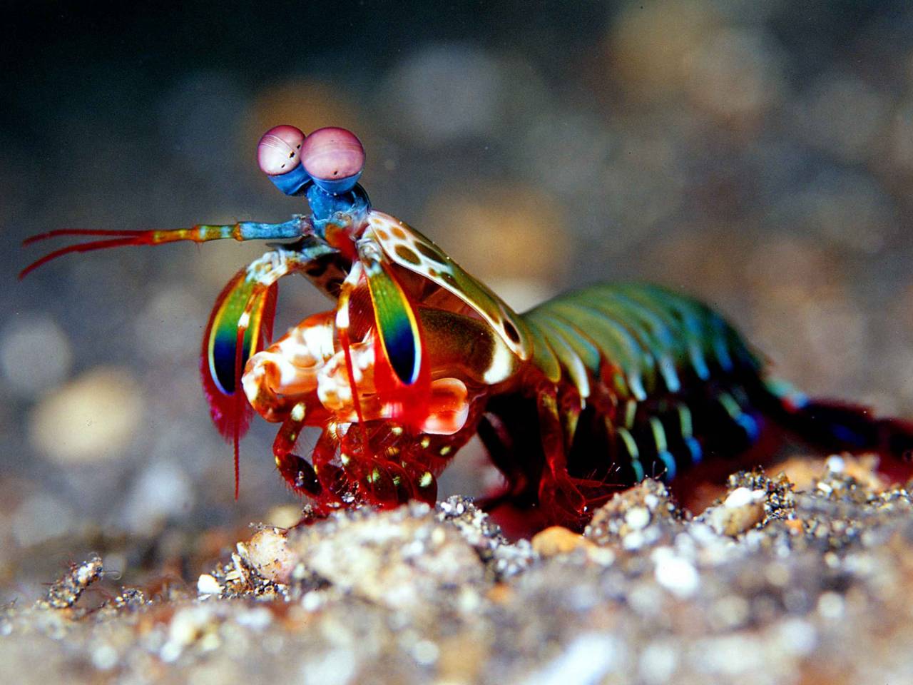 Mantis shrimp