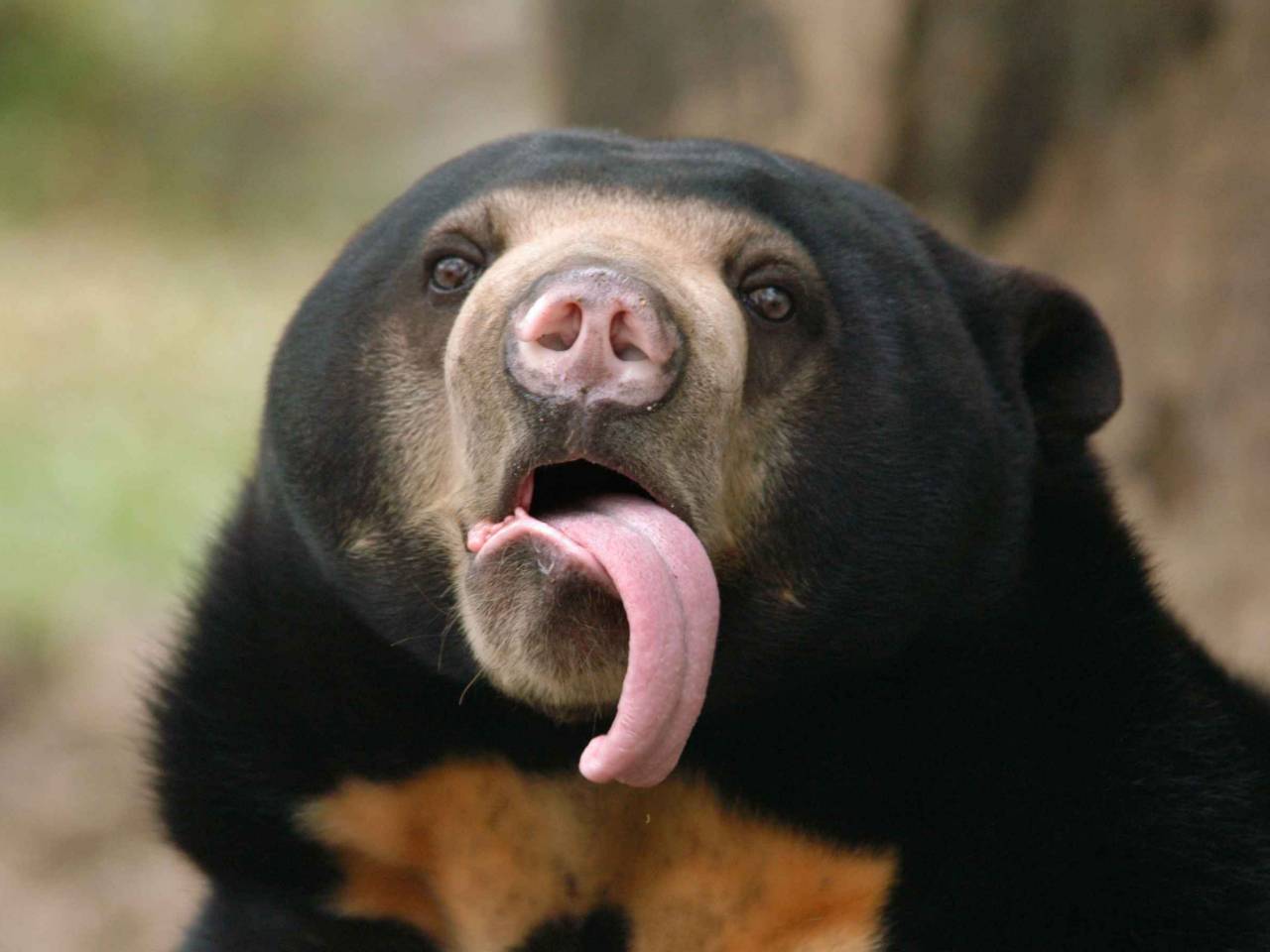Malayan sun bear (Helarctos malayanus) showing its long tongue.