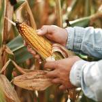 Harvesting an ear of corn