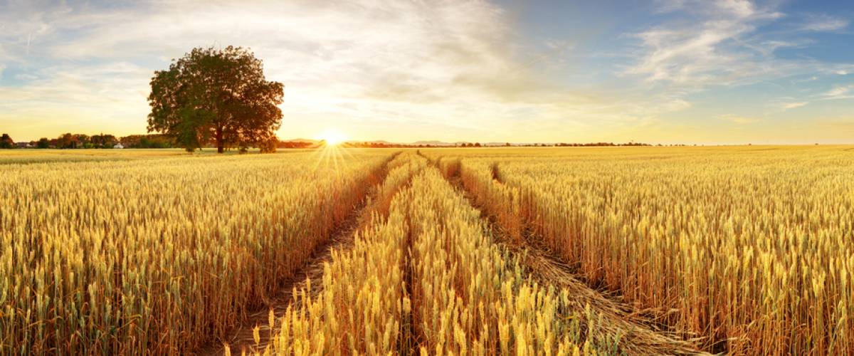 Gold Wheat flied panorama with tree at sunset, rural countryside