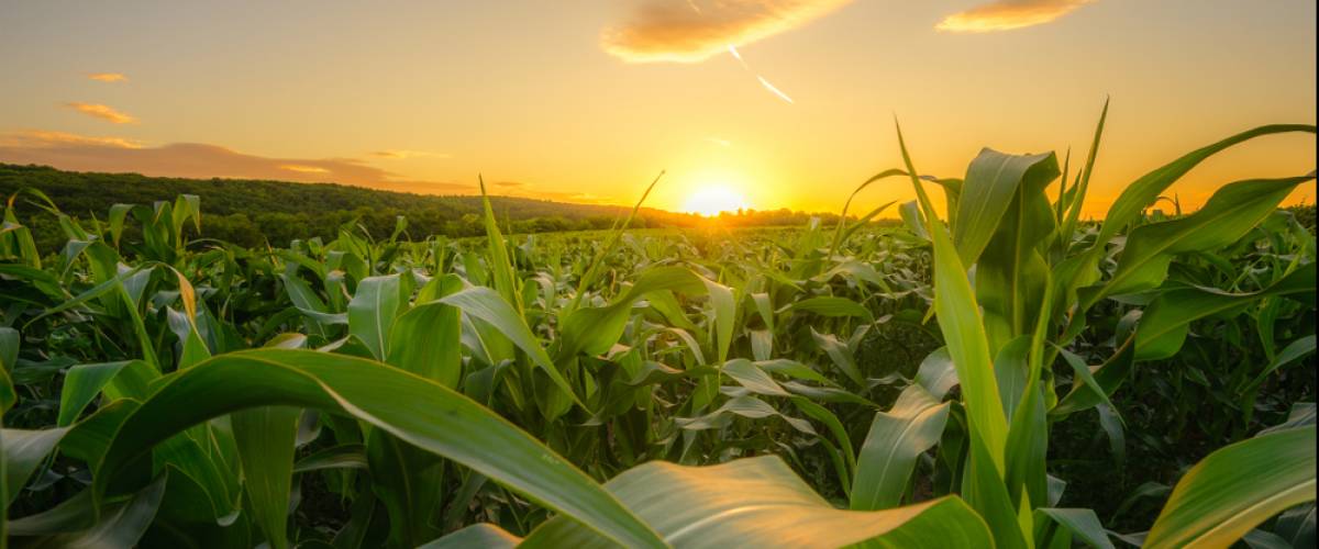 Young green corn growing on the field at sunset. Young Corn Plants. Corn grown in farmland, cornfield.