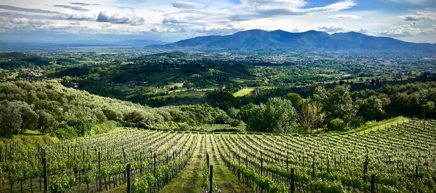Agricultural landscape