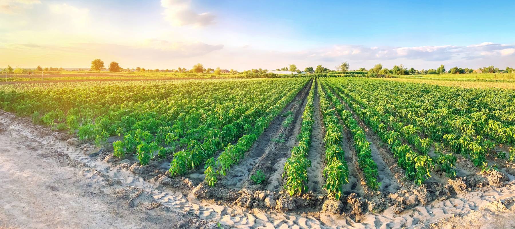 Panoramic view of farmland
