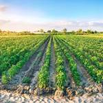 Panoramic view of farmland