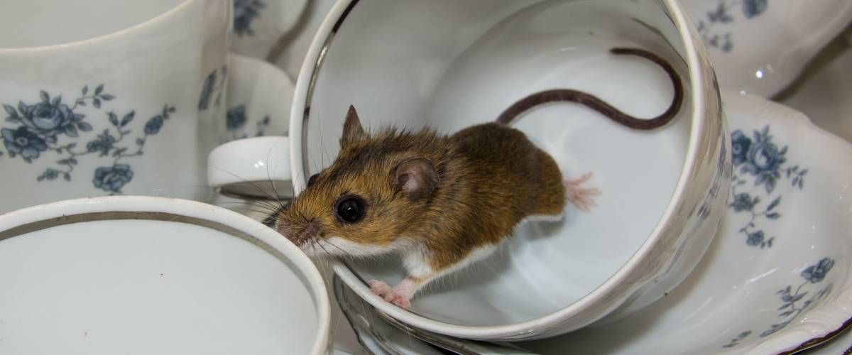 brown field mouse in a porcelain cup sniffing at other dishes