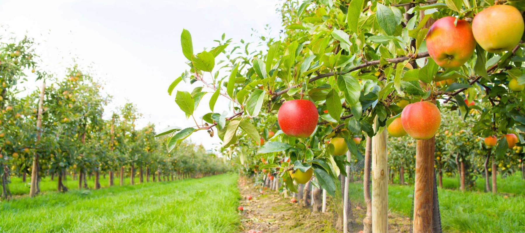 Apple orchard