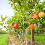 Apple orchard