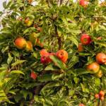 Fruit trees with harvest ripe red apples in a modern Dutch apple orchard with espaliers at the end of the summer season. Fresh green grass grows between the long rows of fruit trees.