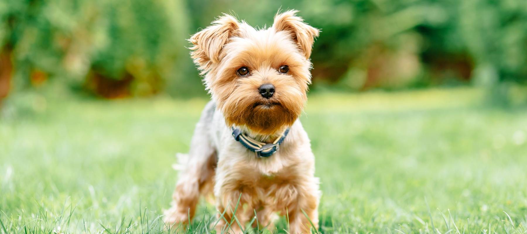 Yorkshire Terrier