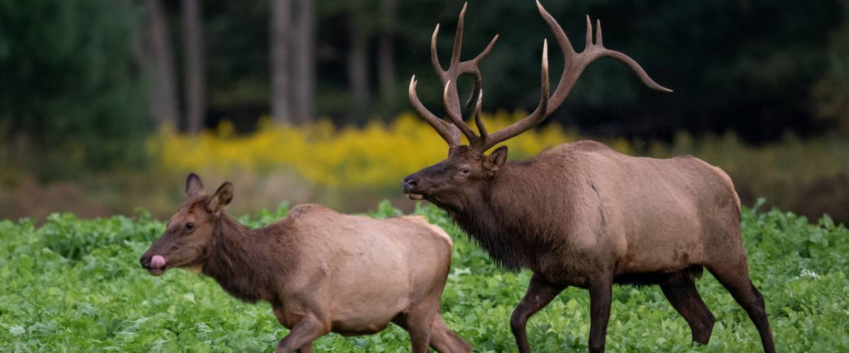 Deer Accidents by State: The 12 Worst Areas Ranked | Moneywise