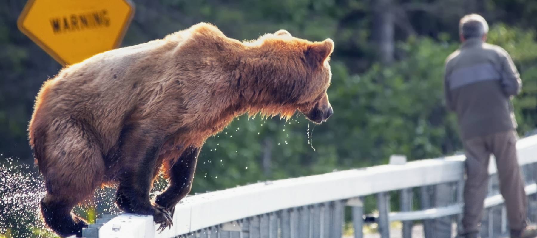 Bear sneaks up on man