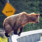 Bear sneaks up on man