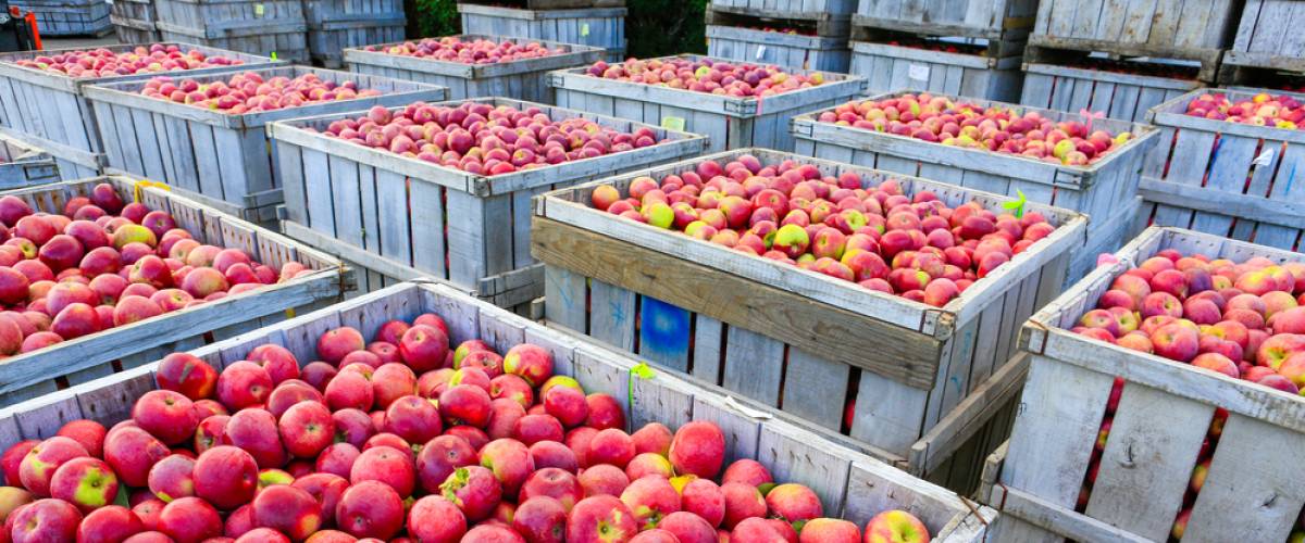 Apple harvesting