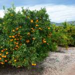 Orange grove on farm
