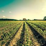 Field crops leading to a farm house