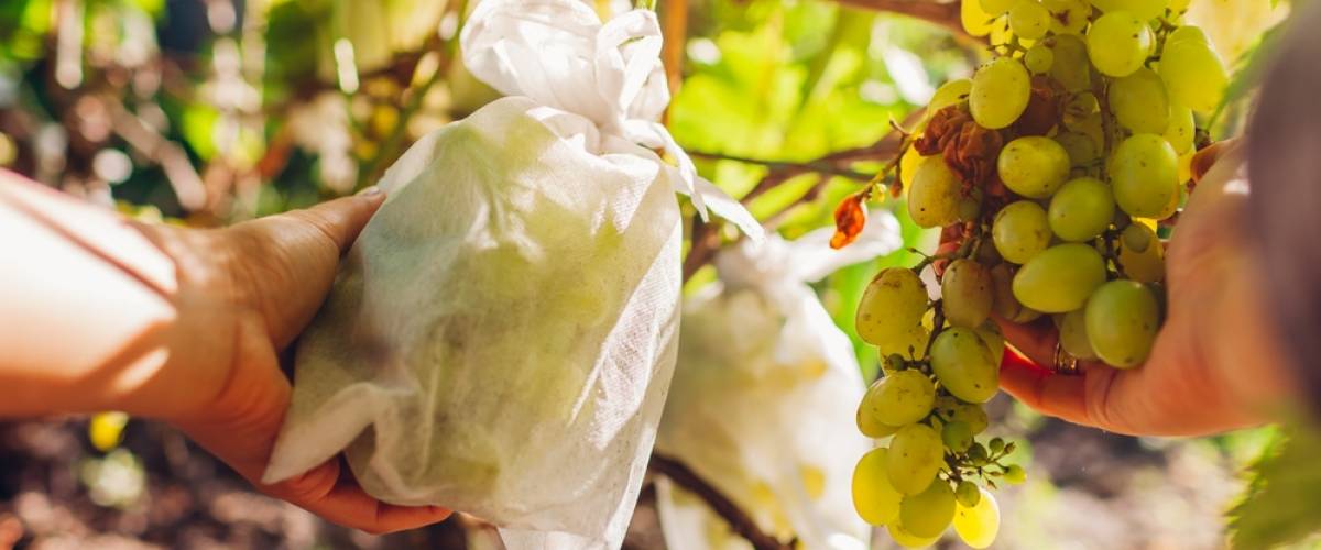 Bagging grapes