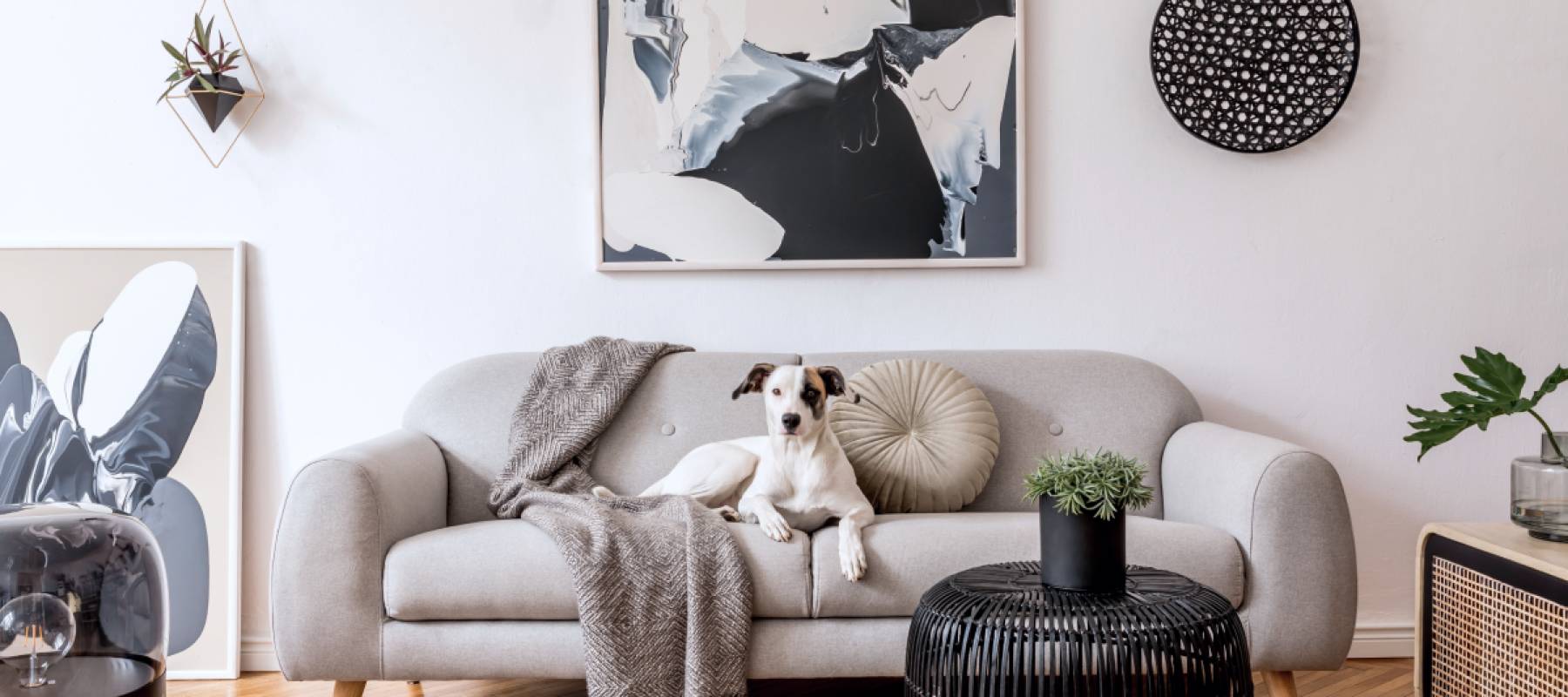 Dog sitting on couch in apartment that is well decorated