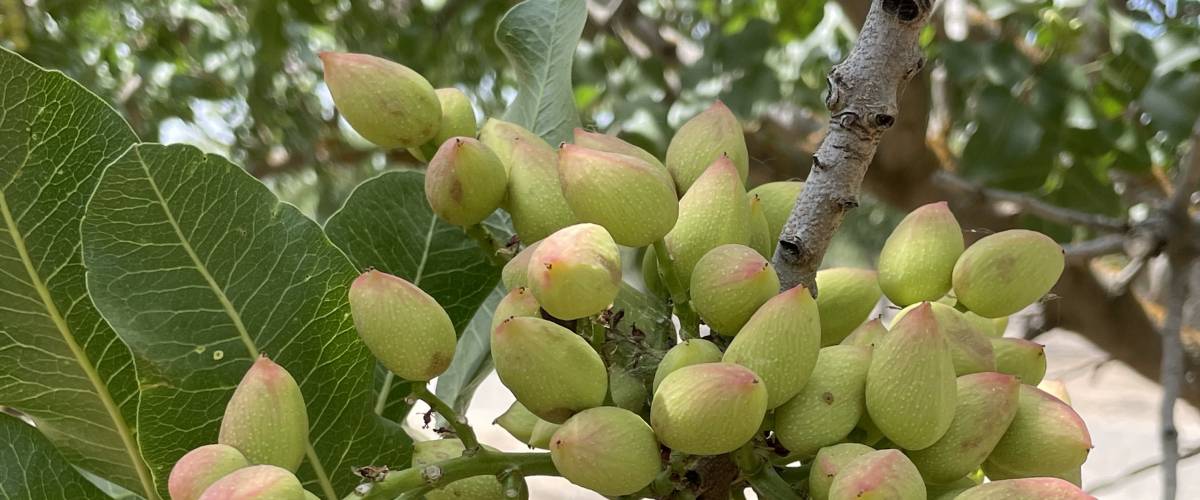 FarmTogether's Sierra Foothills Pistachio Orchard