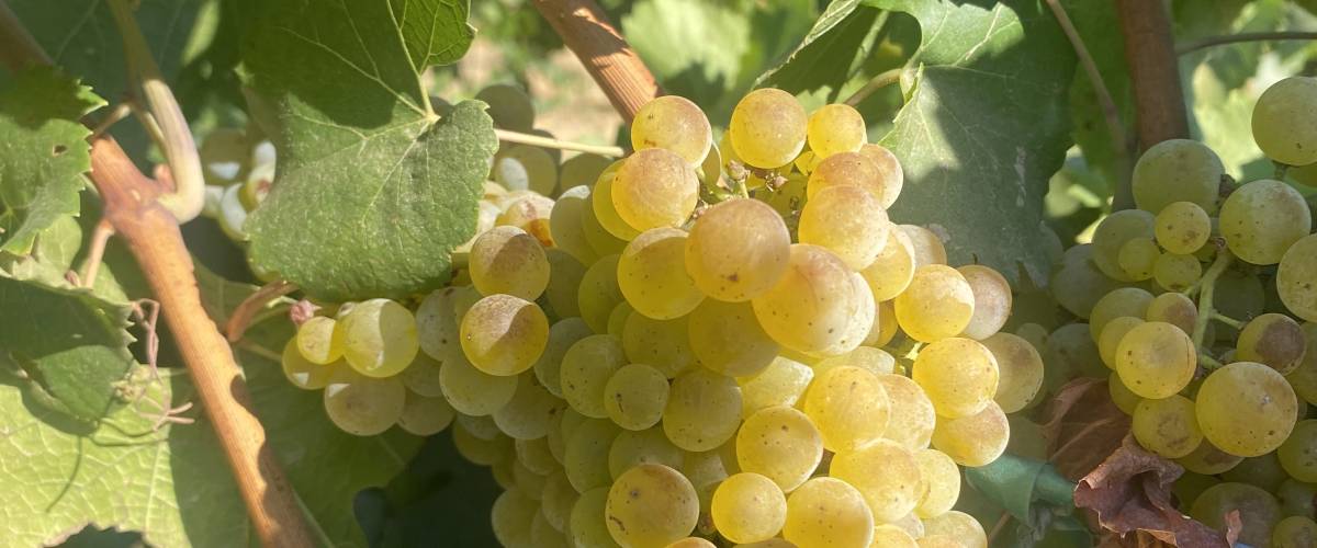 FarmTogether's Vista Luna Organic Vineyard - Crowdfunding Property