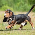 Dog running