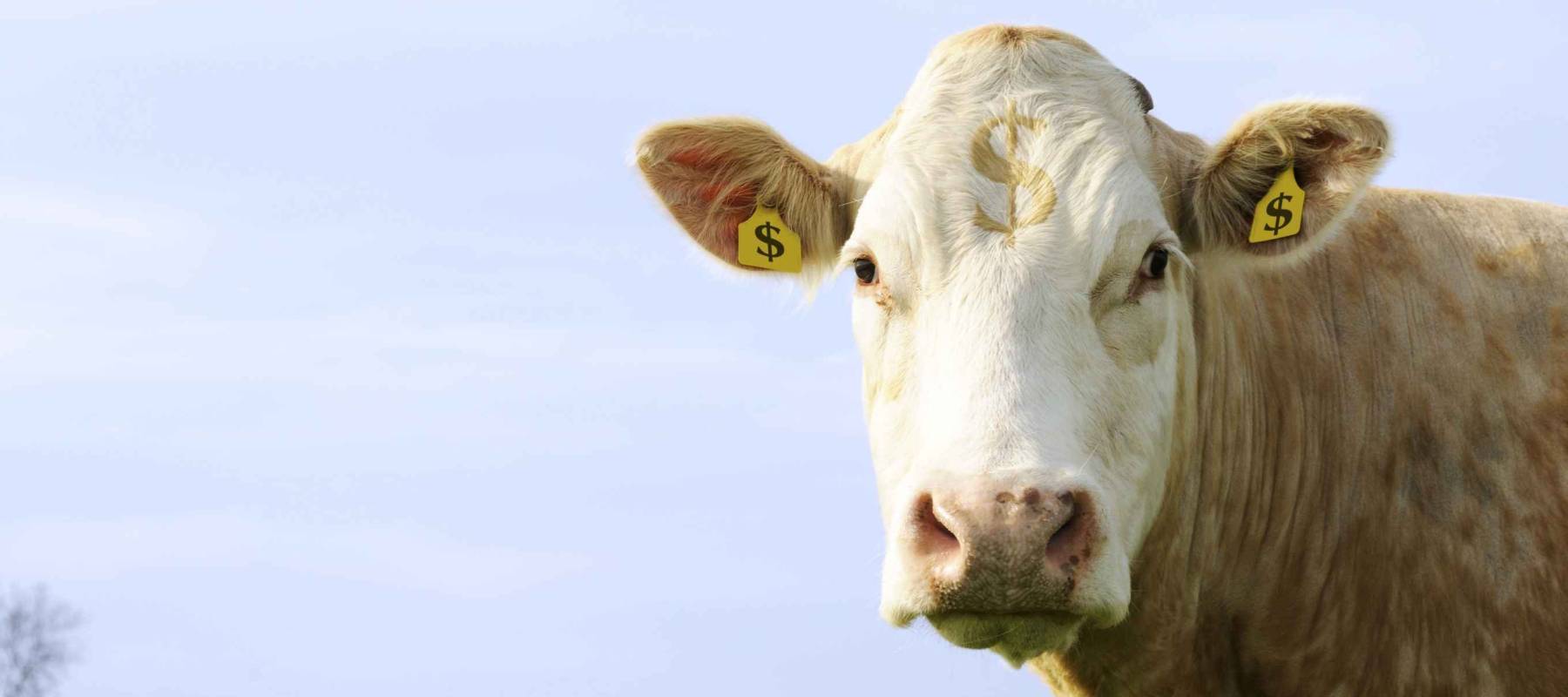 Business concept to illustrate the cash cow principle of generating high profit margins.